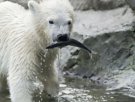 Schönbrunner Eisbären-Nachwuchs taucht nach Fischen