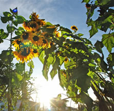 renates Sonnenblumen